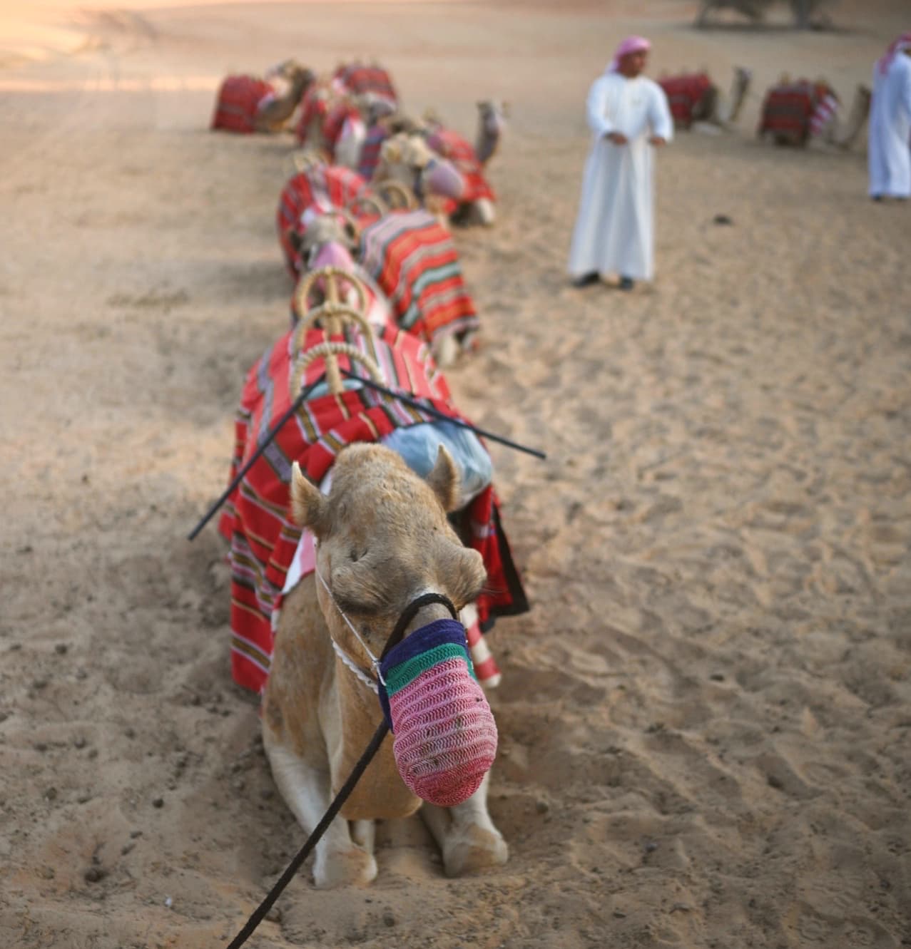 Camel Trek at Sunset at the Al Maha Resort