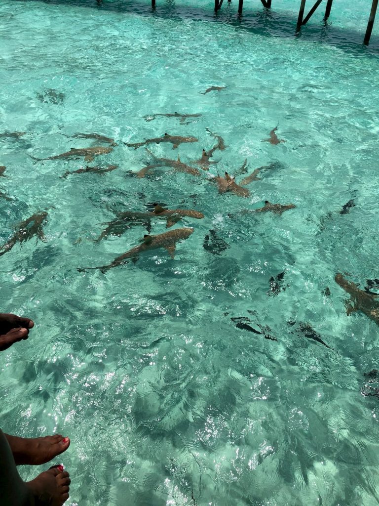sharks-feeding-mandhoo-maldives-conrad
