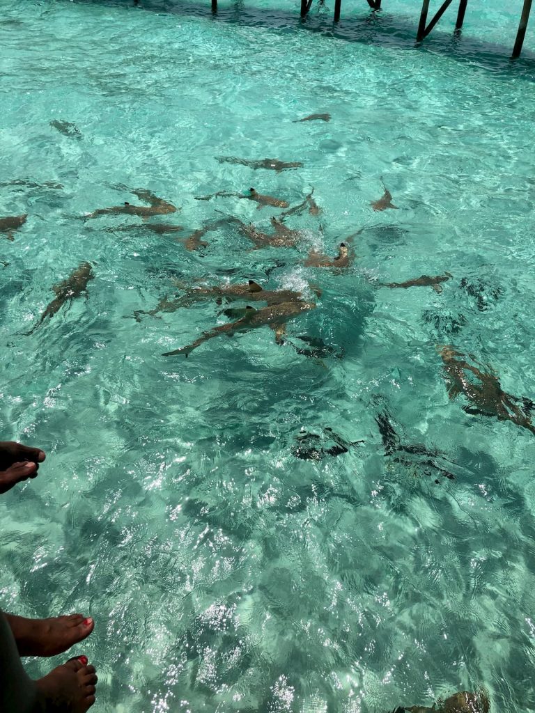 sharks-feeding-maldives-conrad-manhoo-restaurant